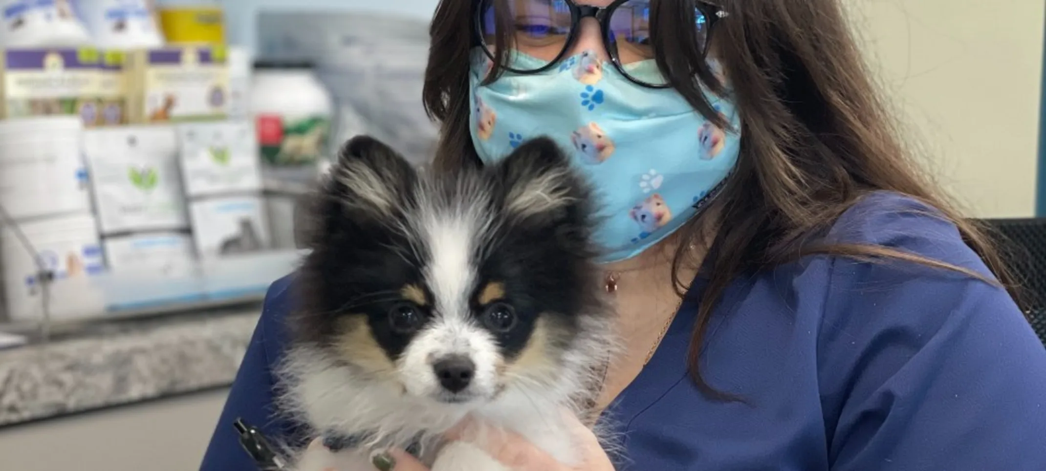 Atlantic Animal Hospital staff holding long-haired chihuahua.